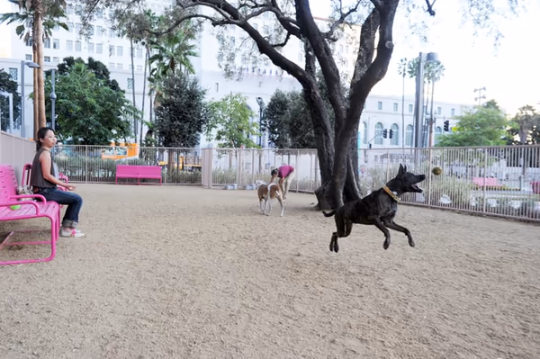 Dog Park at Grand Park
